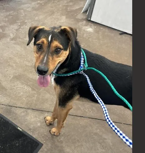 A young medium-sized male Mixed Breed dog named Gordo for adoption in Dallas, TX