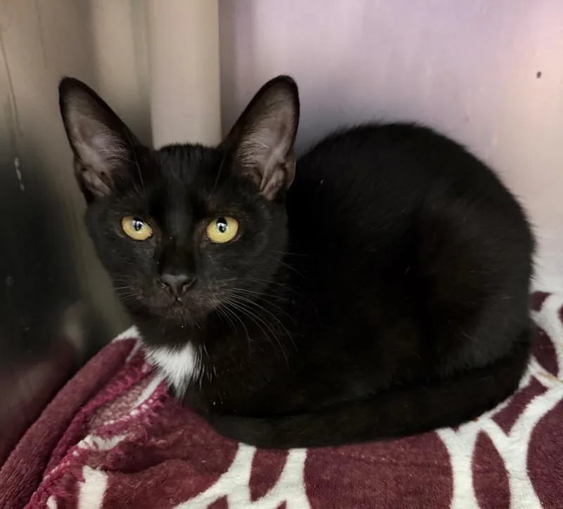 A baby medium-sized male Domestic Short Hair cat named Wolfenstein for adoption in Cincinnati, OH