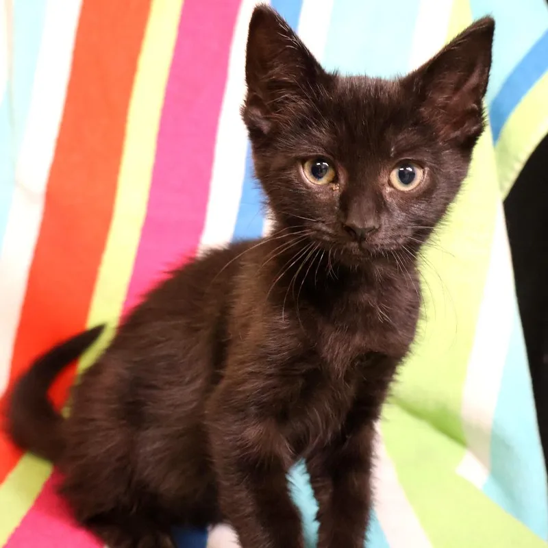 A baby small-sized female Black Domestic Short Hair cat named Raven for adoption in Saint Charles, MO