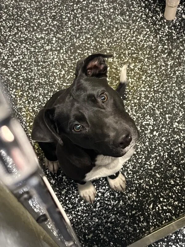 An adult medium-sized male Black Mixed Breed dog named Ziggy for adoption in Jackson, TN