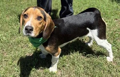 A young medium-sized male Beagle dog named Timothy for adoption in Midland, VA