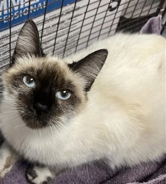 A young small-sized female Domestic Short Hair cat named Eos for adoption in San Bernardino, CA