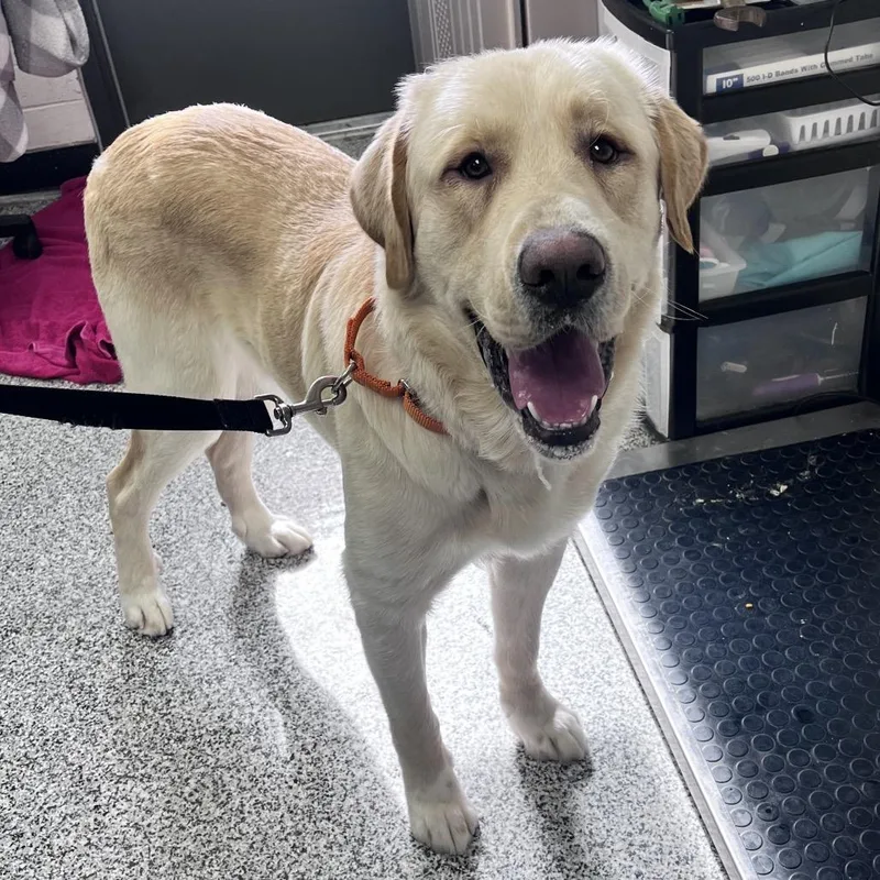 An adult large-sized male White / Cream Mixed Breed dog named Andre for adoption in Mentor, OH
