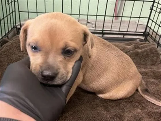 A baby small-sized female Pit Bull Terrier dog named Julia Child for adoption in Sacramento, CA
