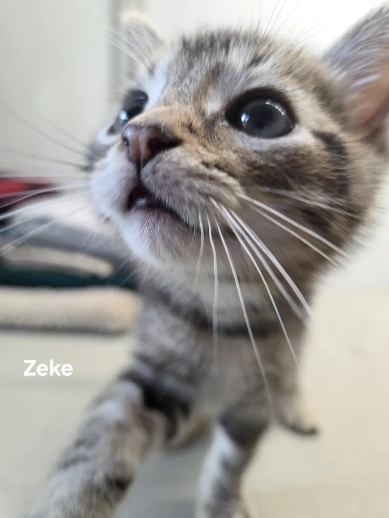 A baby small-sized male Tabby cat named Zeke for adoption in Delray, WV