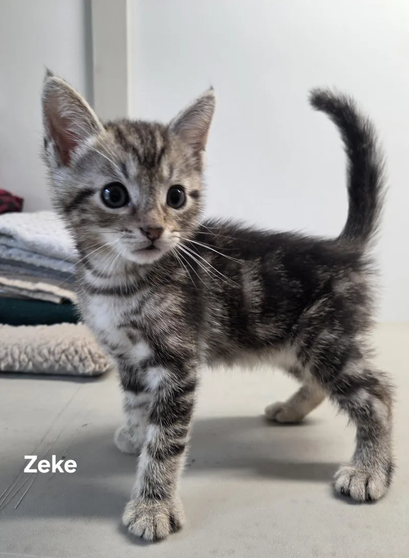 Zeke thumbnail 2