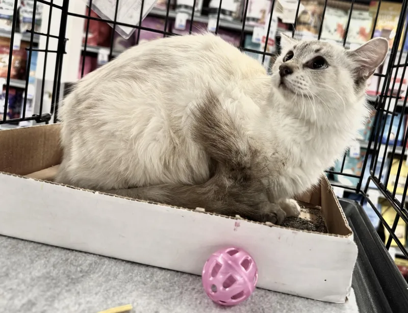 An adult small-sized female Cream Point Ragdoll cat named Dara for adoption in Schertz, TX