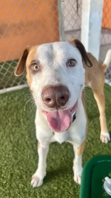 A young large-sized male Terrier dog named Tyler for adoption in Miami, FL