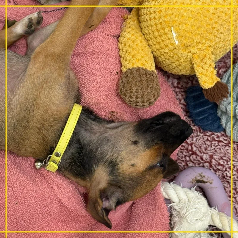 A baby small-sized female Yellow / Tan / Blond / Fawn Chihuahua dog named Twilight for adoption in Austin, TX