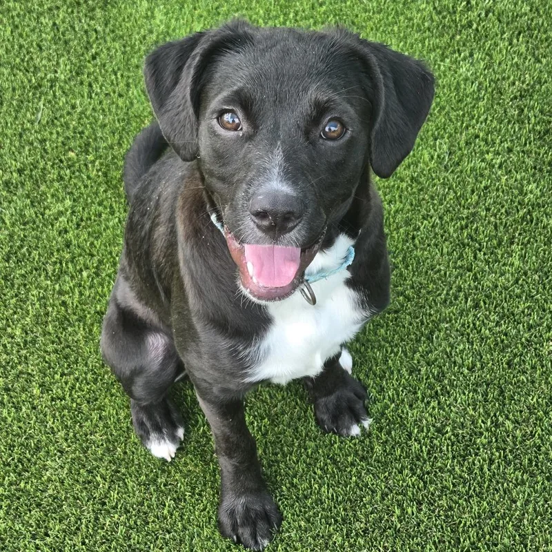 A young large-sized female Pit Bull Terrier dog named Petunia for adoption in Bradenton, FL
