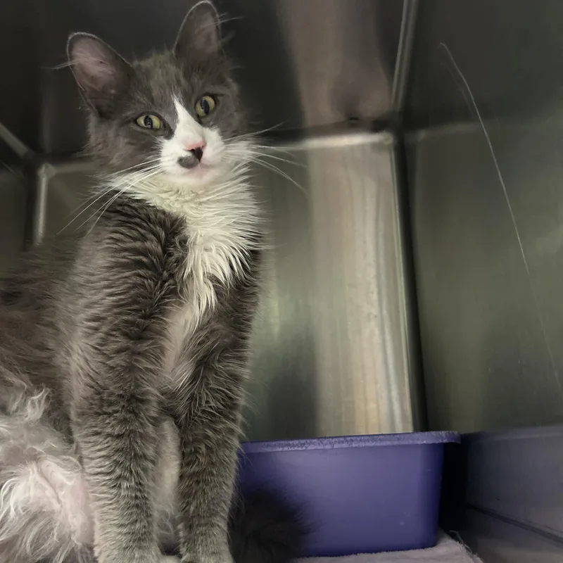 An adult medium-sized female Gray & White Domestic Medium Hair cat named Periwinkle for adoption in La Grange Park, IL