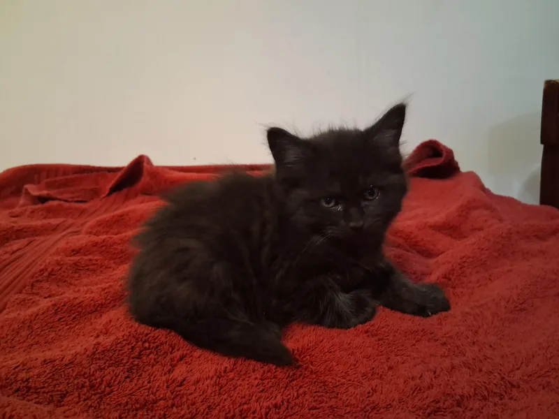 A baby medium-sized male Black Domestic Long Hair cat named Onyx for adoption in North Haledon, NJ