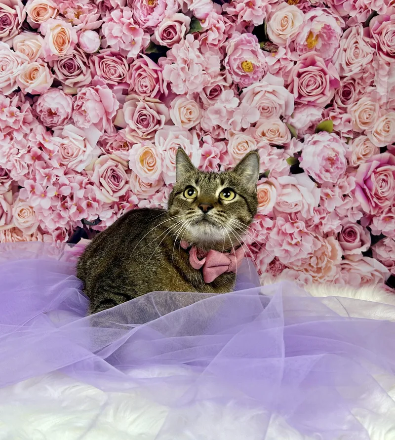 A young medium-sized female Domestic Short Hair cat named Sadie for adoption in Houston, TX