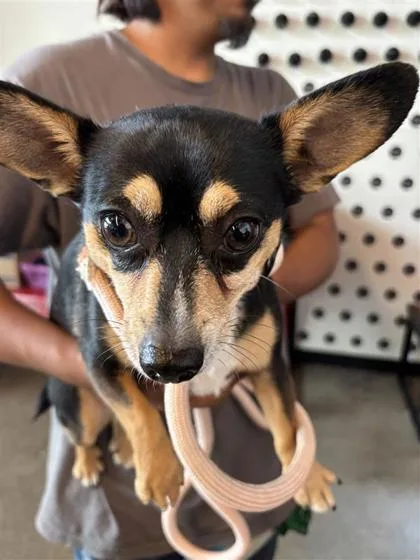 An adult small-sized male Mixed Breed dog named Empanada for adoption in West Chester, PA