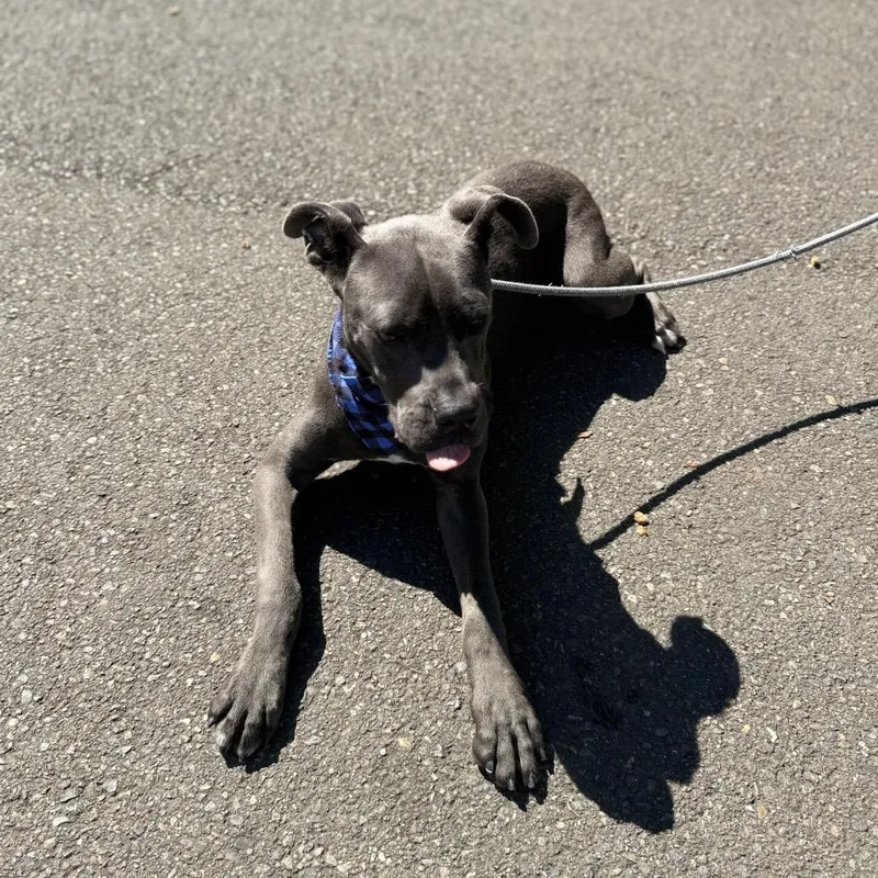 A young medium-sized male Gray / Blue / Silver Pit Bull Terrier dog named Zero for adoption in Newberg, OR