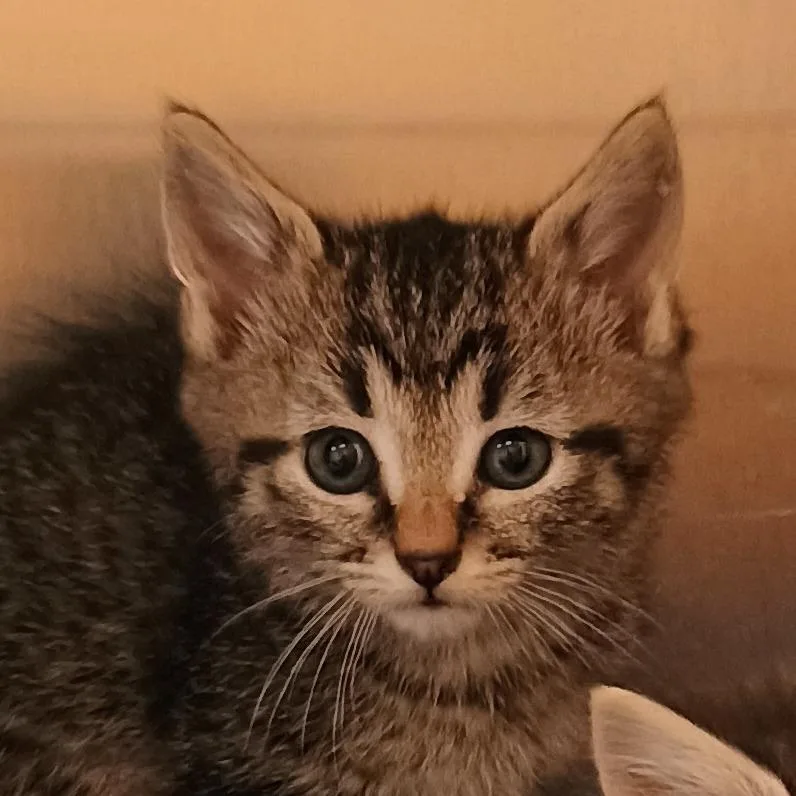 A baby small-sized female Brown / Chocolate Domestic Short Hair cat named Merriweather for adoption in Palestine, TX