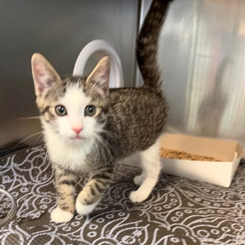 A baby small-sized male Brown / Chocolate Domestic Short Hair cat named Three Spot for adoption in Perkiomenville, PA