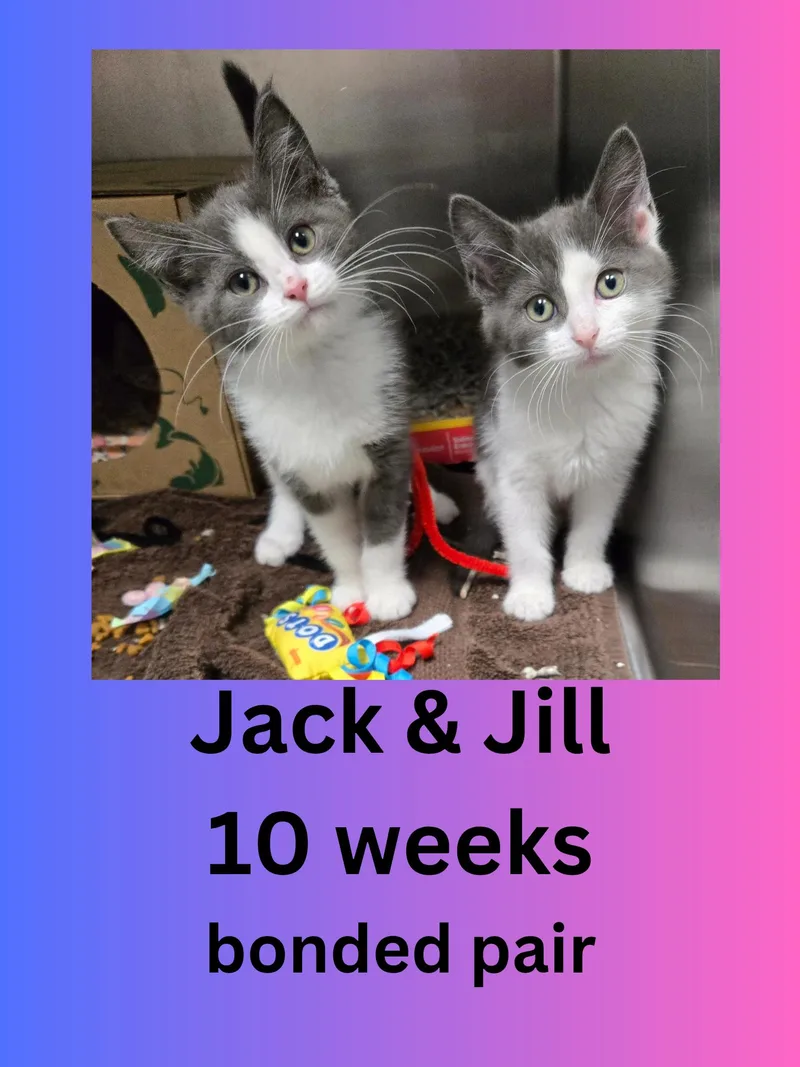 A baby small-sized male Gray & White Domestic Short Hair cat named Jack And Jill for adoption in Ravenna, OH