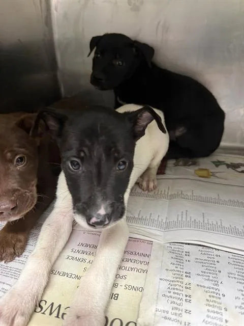 A baby small-sized male Pit Bull Terrier dog named Blitz for adoption in Bakersfield, CA