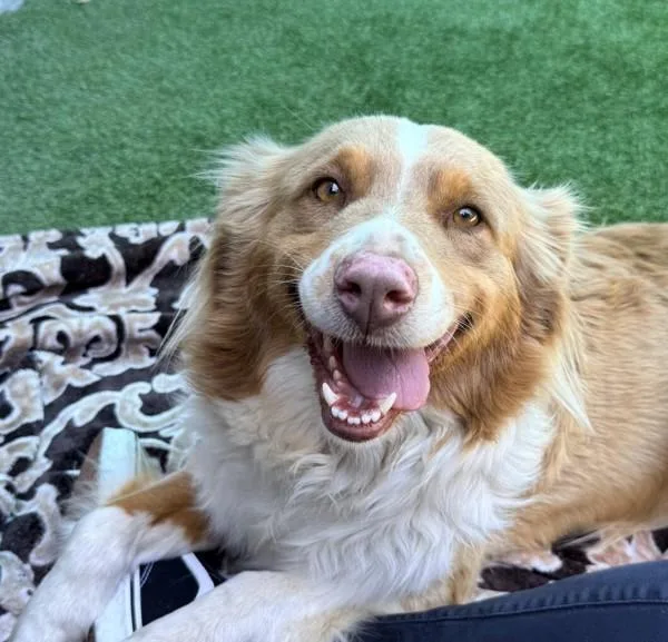 An adult medium-sized female Australian Shepherd dog named Hot Diggity Dog for adoption in El Cajon, CA