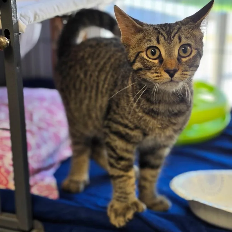 A baby small-sized male Domestic Short Hair cat named Needles for adoption in Muncie, IN
