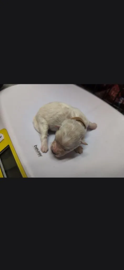 A baby small-sized male Eskimo Dog dog named Mella for adoption in Syracuse, IN