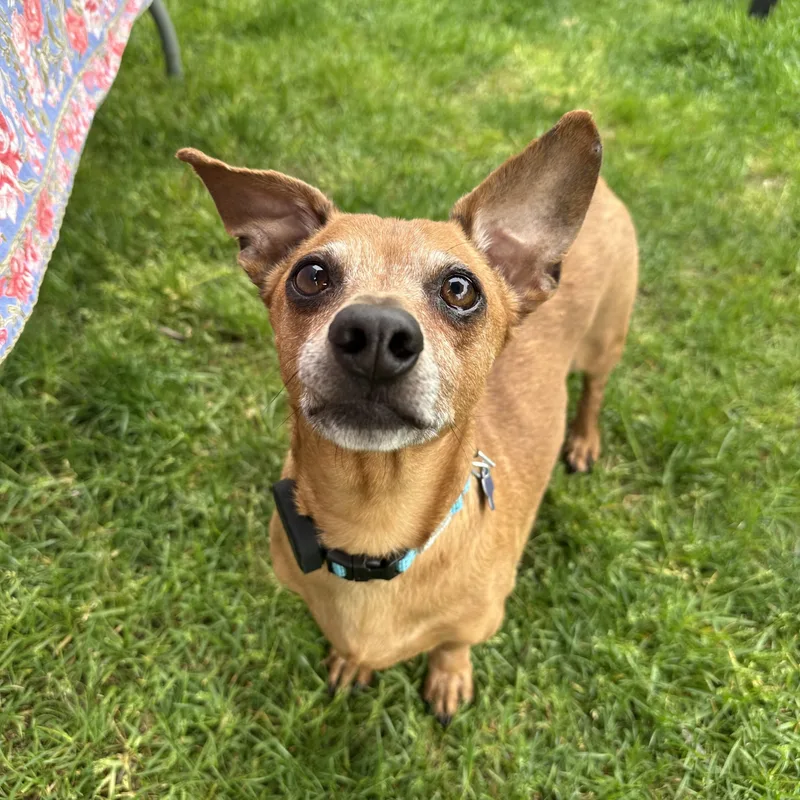 A senior small-sized male Red / Chestnut / Orange Dachshund dog named Cooper for adoption in Hopkinton, MA