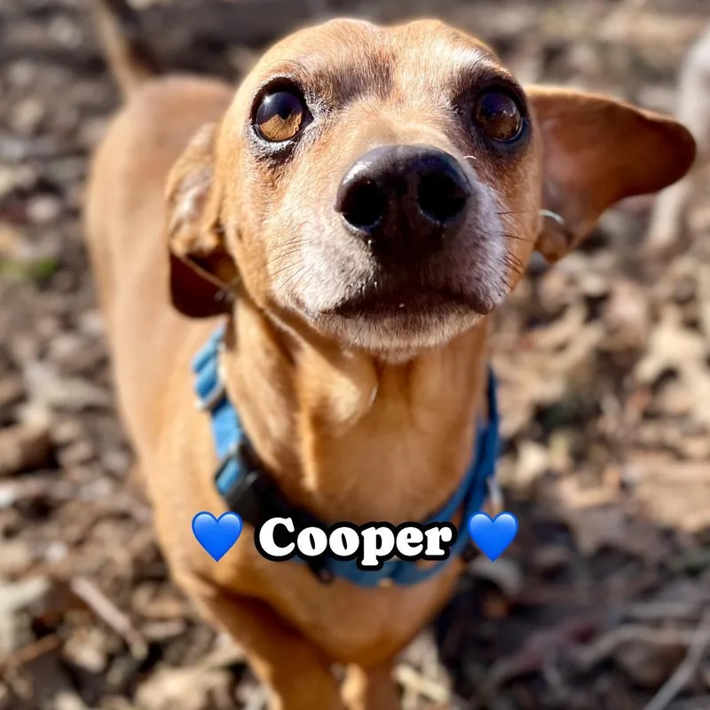 Cooper thumbnail 4