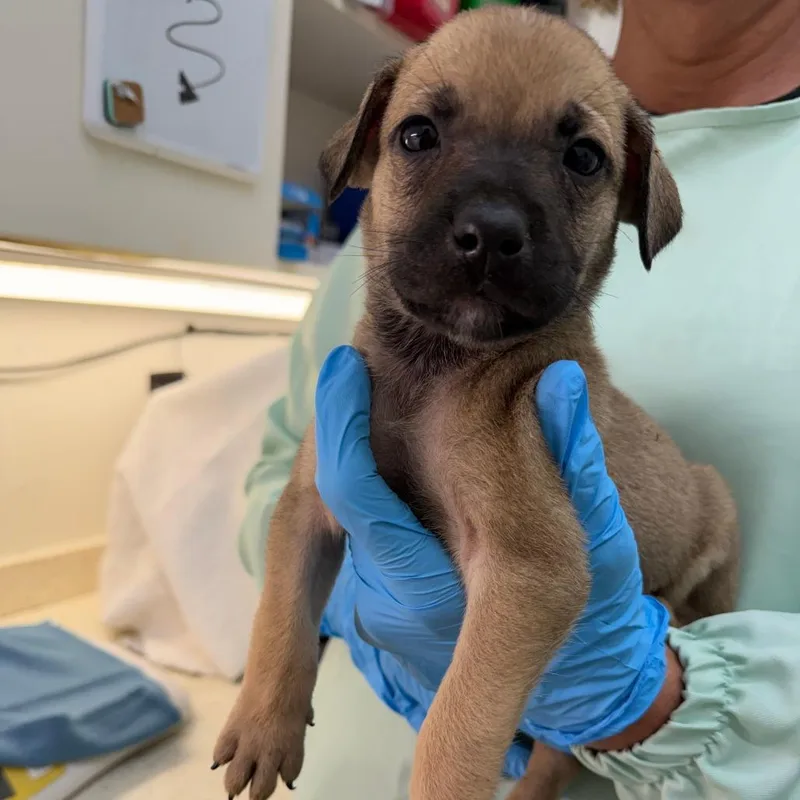 A baby small-sized female Mixed Breed dog named Elise for adoption in Auburn, AL