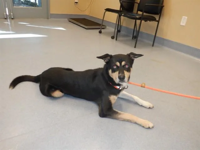A young large-sized male German Shepherd Dog dog named Bruce for adoption in San Jose, CA