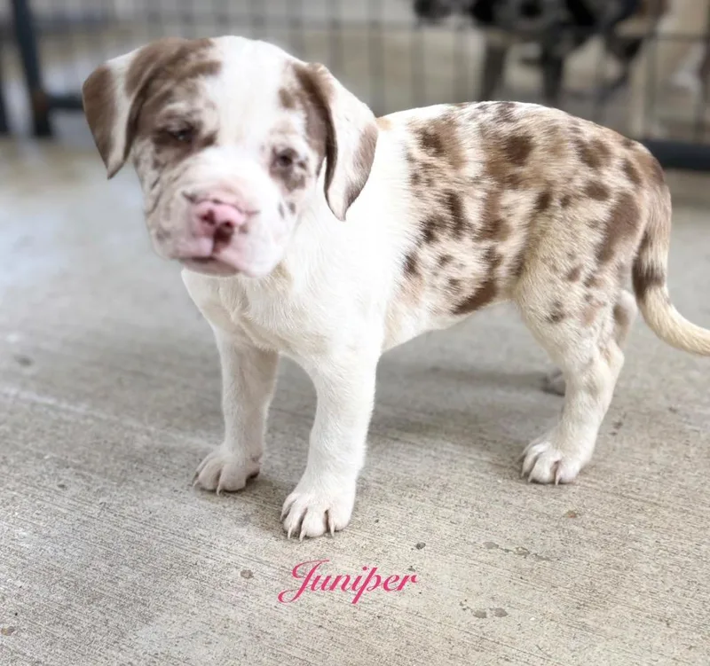 Juniper