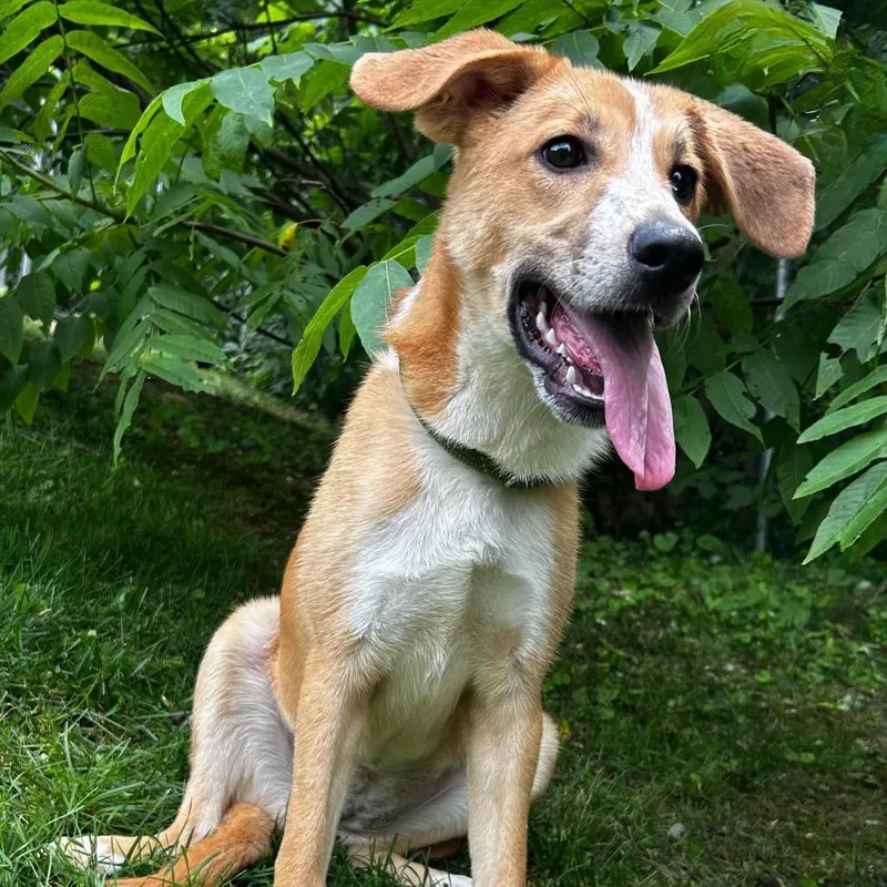 A young small-sized female Yellow / Tan / Blond / Fawn Hound dog named Trudy for adoption in Spruce Pine, NC