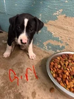 A baby small-sized female Mixed Breed dog named Petunia for adoption in Lafayette, TN