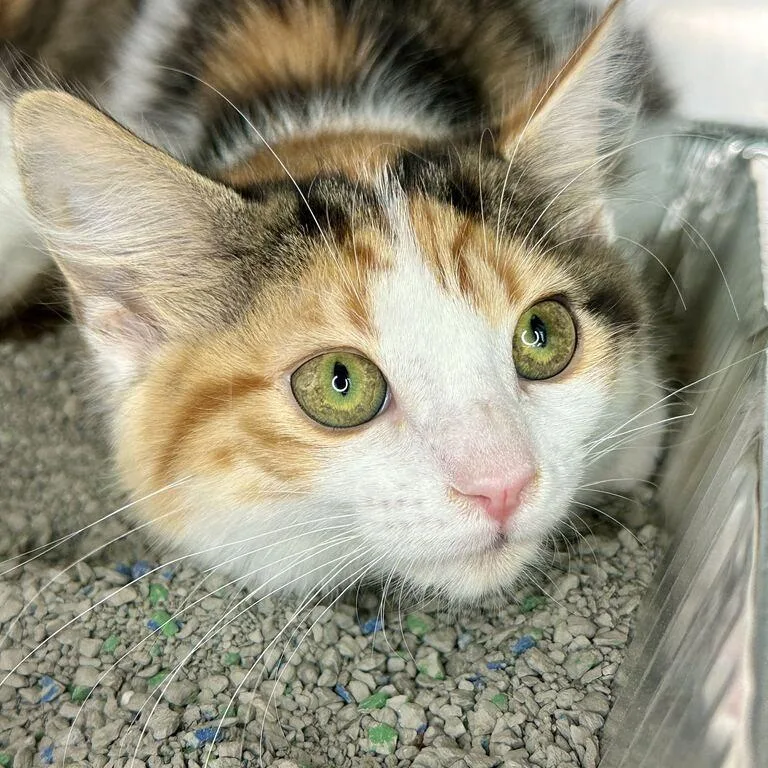A baby small-sized female Torbie Domestic Medium Hair cat named Mako for adoption in Matteson, IL