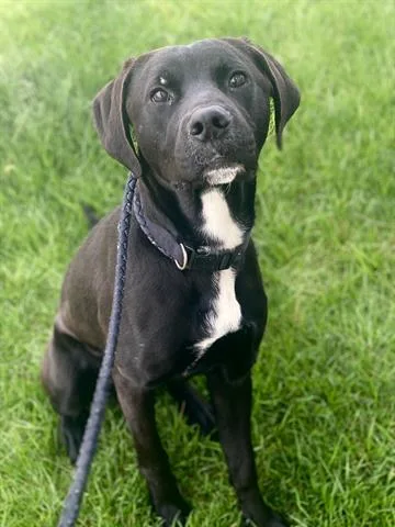 A young large-sized male Labrador Retriever dog named Roger for adoption in Dayton, OH