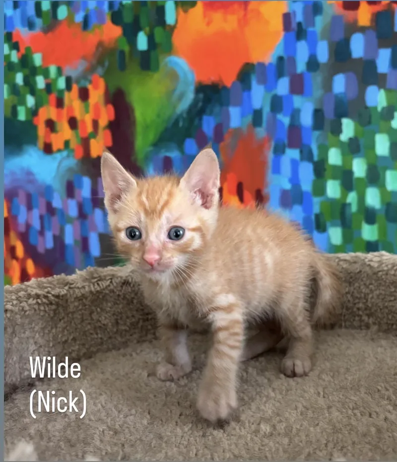 A baby medium-sized male Orange & White Domestic Medium Hair cat named Wilde for adoption in Asbury Park, NJ