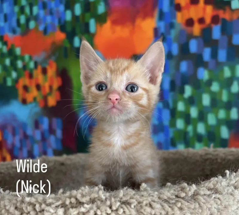 Wilde thumbnail 2