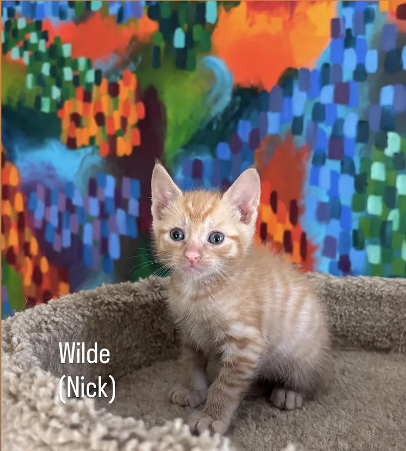 Wilde thumbnail 3