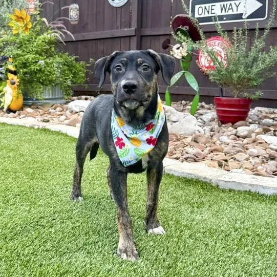 A baby medium-sized male Black Mountain Cur dog named Major for adoption in Southport, CT