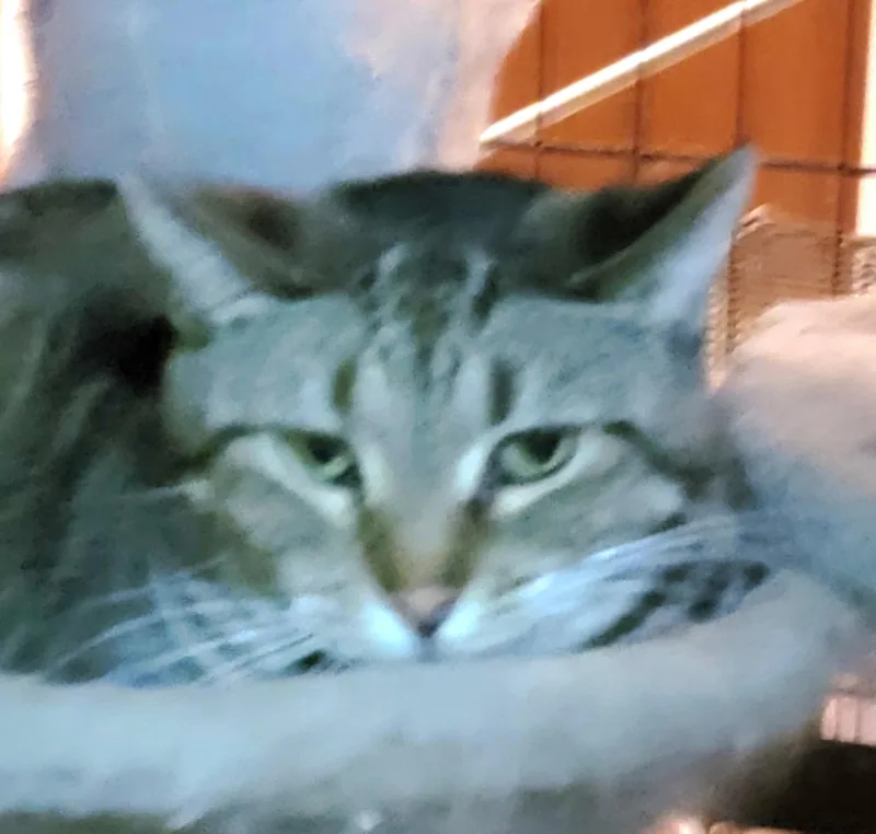 An adult medium-sized female Tabby (Gray / Blue / Silver) Abyssinian cat named Amber for adoption in Lyons, IL