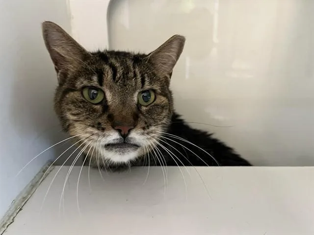 An adult small-sized female Domestic Short Hair cat named Blaze for adoption in Miami, FL