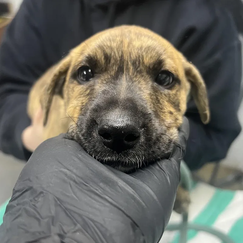 A baby small-sized male Brindle Mixed Breed dog named Tiger for adoption in Summerville, SC