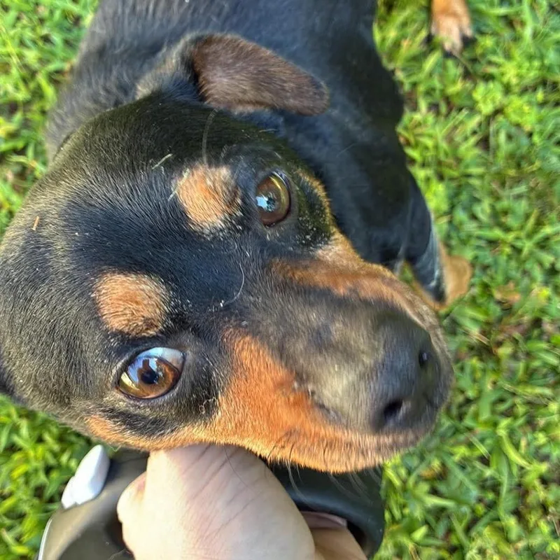 Milo thumbnail 3