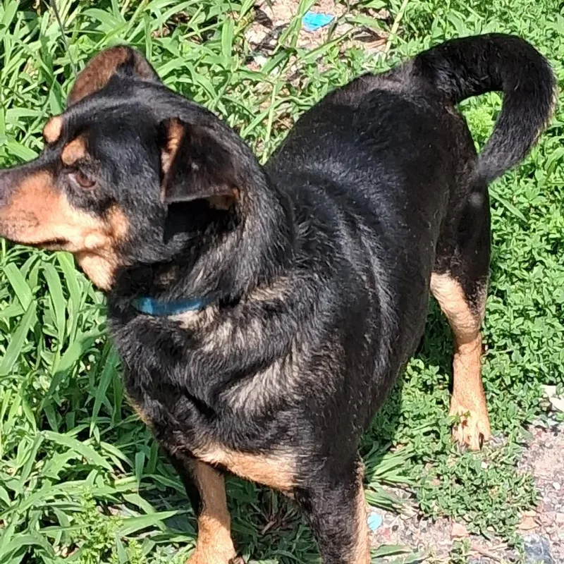 Milo thumbnail 4