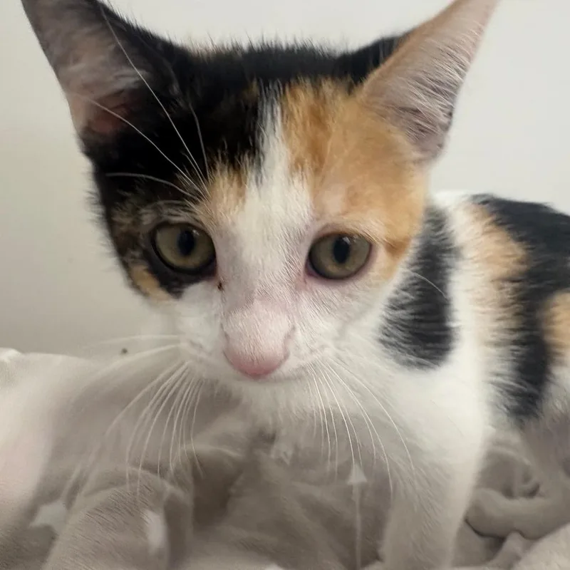 A baby small-sized female Orange / Red Domestic Short Hair cat named Violet for adoption in Brockton, MA