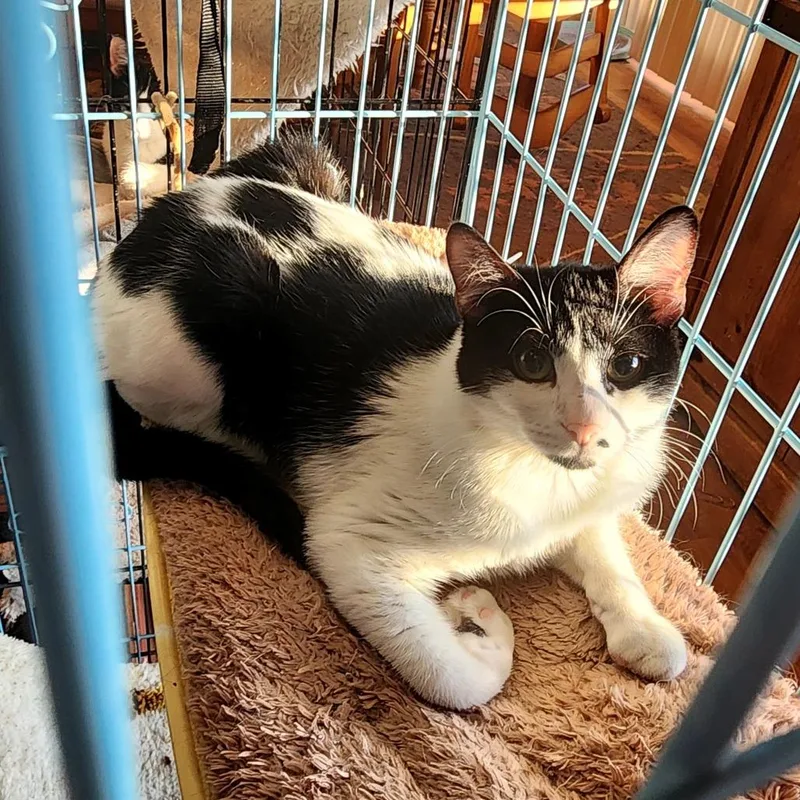 A young small-sized male Black Domestic Short Hair cat named Cowboy for adoption in Grantsville, UT