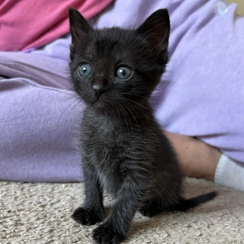 A baby small-sized female Black Domestic Medium Hair cat named Mavis for adoption in San Antonio, TX