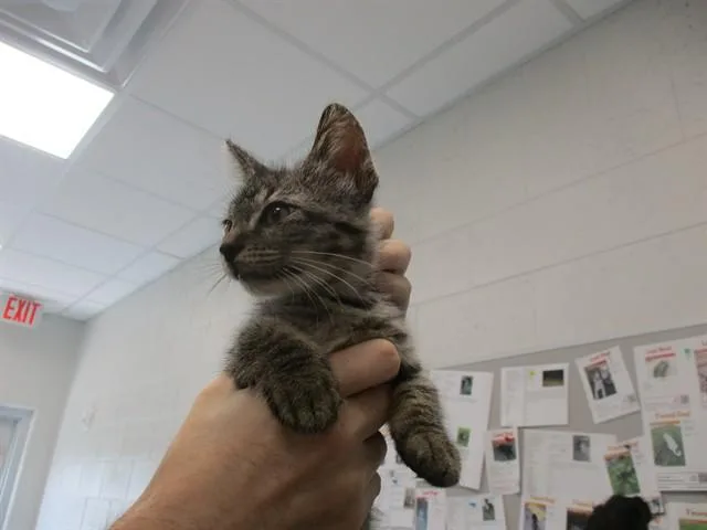 A baby small-sized female Domestic Short Hair cat named Star for adoption in Ocala, FL