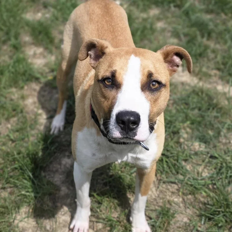 Tic Tac Toe thumbnail 2