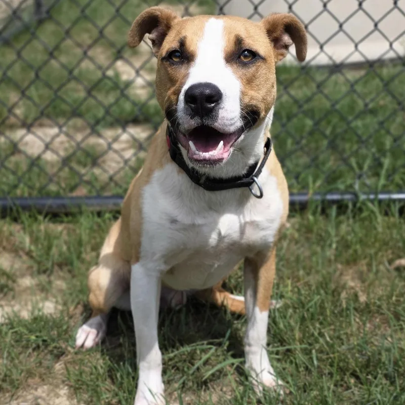 An adult medium-sized male Yellow / Tan / Blond / Fawn Mountain Cur dog named Tic Tac Toe for adoption in Shepherdsville, KY